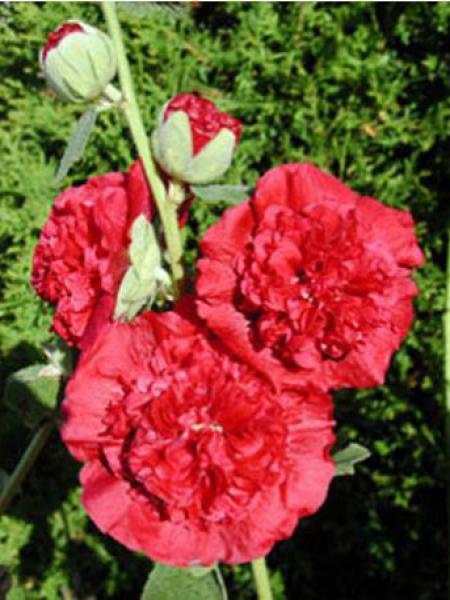 Stokroos (Alcea rosea 'Rubrum') - Tuinplanten