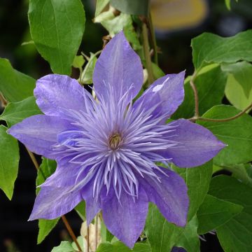 Clematis
