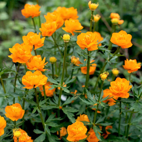 Geel- en Oranje bloeiende planten