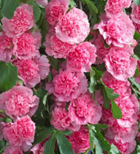 Cottageplanten