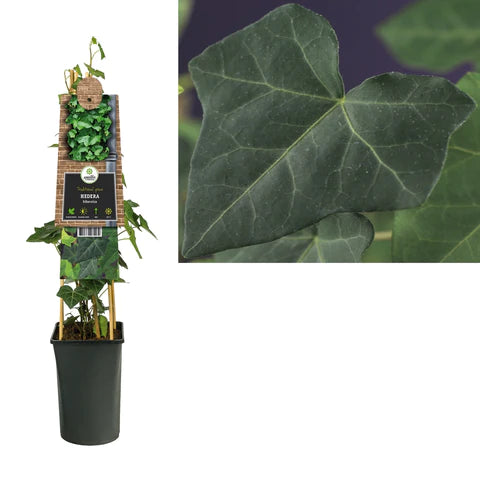 Klimplanten