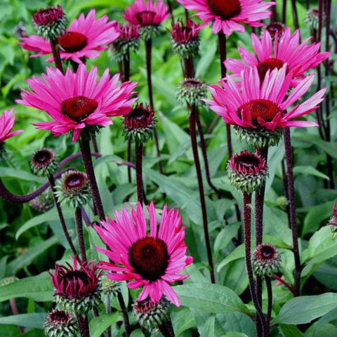 Roze en rood bloeiende planten
