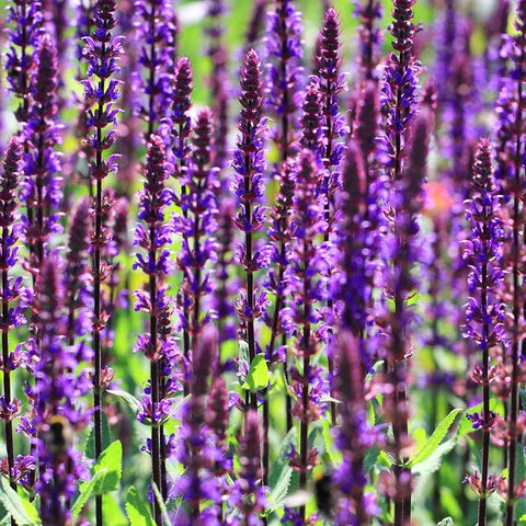 Bijenplanten