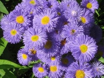 Planten met snijbloemen