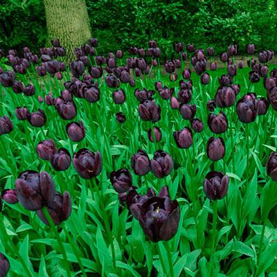 Tulpenbollen