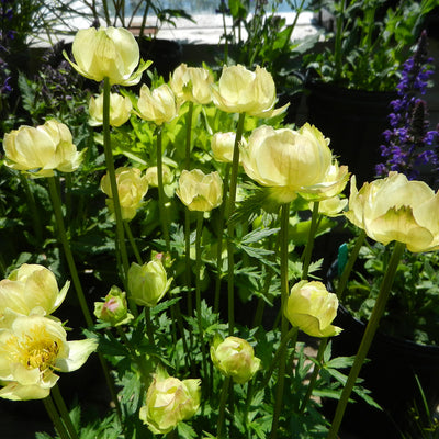 Kogelbloem(Trollius 'New Moon')