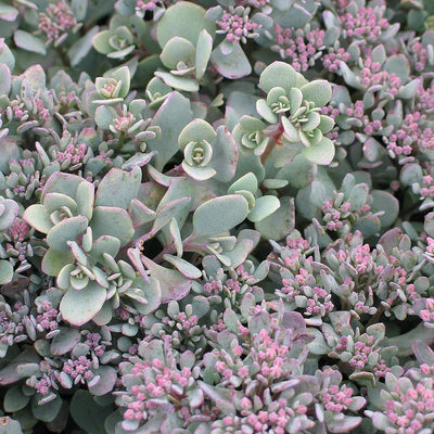 Vetkruid(Sedum cauticolum 'Lidakense')