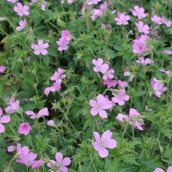 Ooievaarsbek (Geranium endressii)