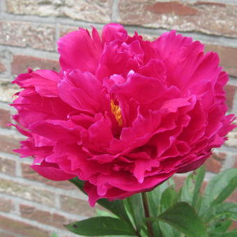 Pioenroos (Paeonia (L) 'Karl Rosenfield')