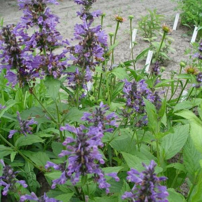 Kattekruid (Nepeta kubanica)