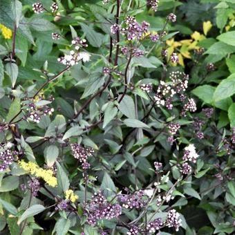 Leverkruid (Eupatorium rugosum 'Chocolate')