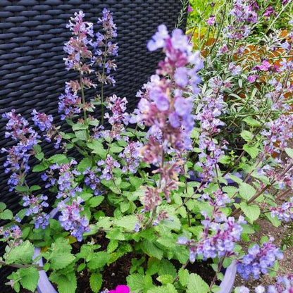 Kattekruid (Nepeta faassenii 'Purrsian Blue') - Tuinplanten