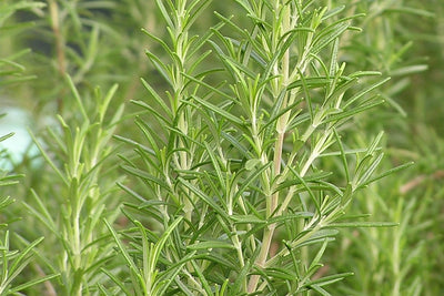 Rozemarijn (Rosmarinus officinalis 'Compact')