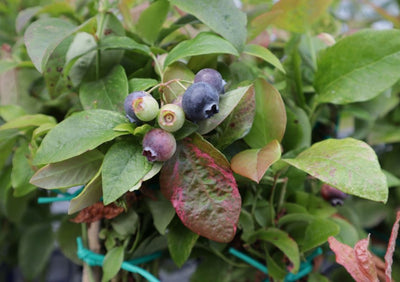 Klimplant Vaccinium corymbosum 'Flamingo' (Blauwe bes)