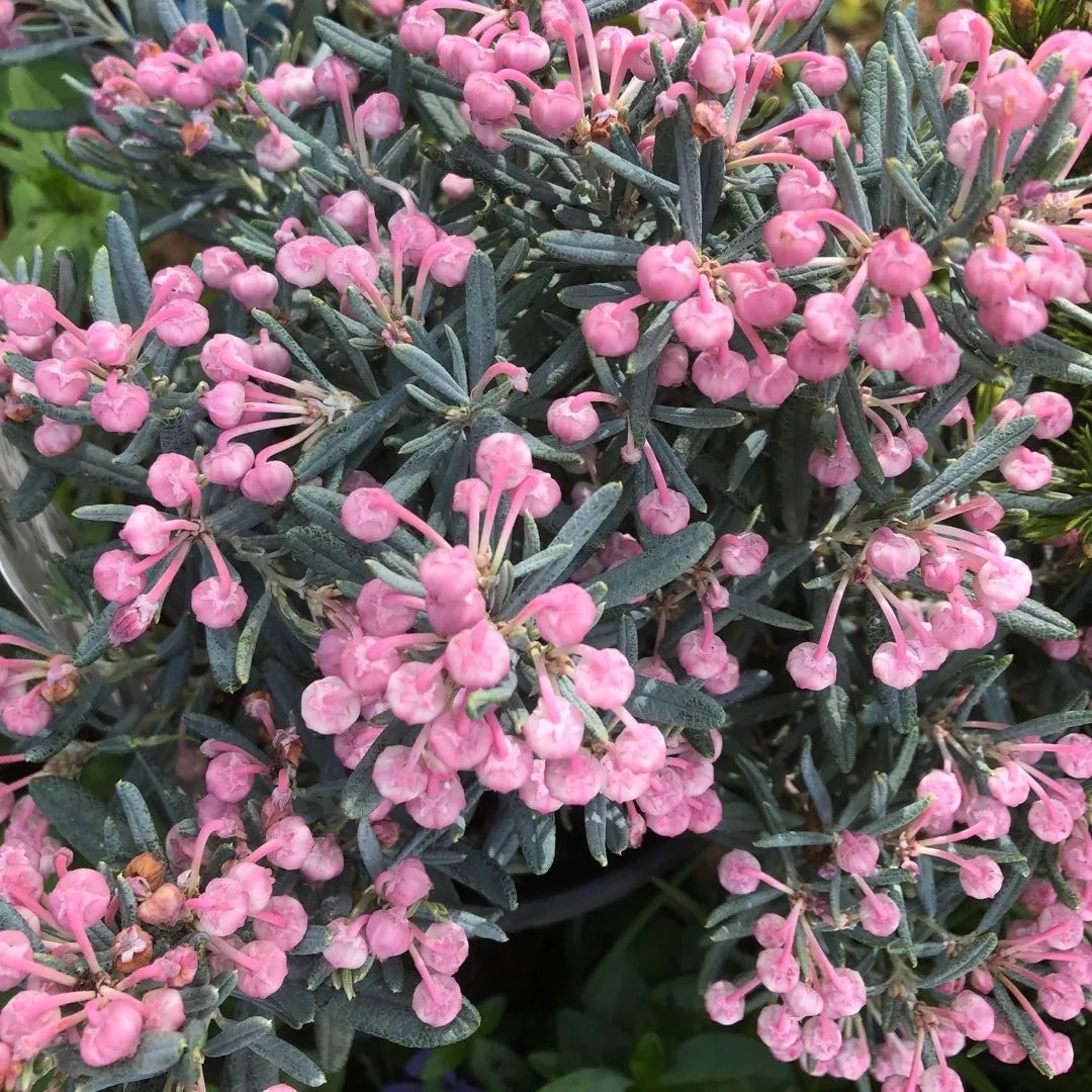 Lavendelheide (Andromeda polifolia 'Blue Ice') - Heesters