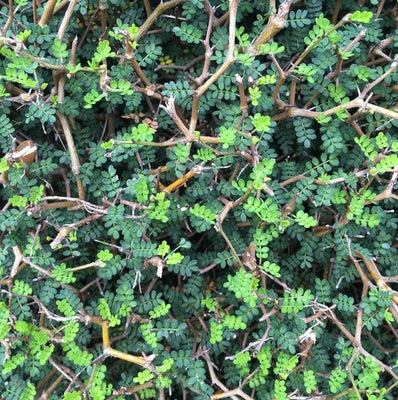 Honingboom (Sophora prostata ‘Little Baby’)