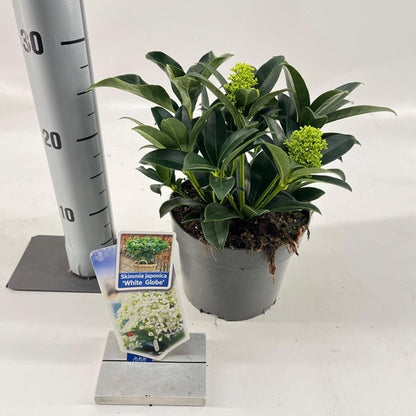 Skimmia (Skimmia jap. White Globe®) - Heesters