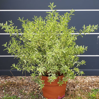 Goudrand (Eriostemon myoporoides Gold Touch®) - Heesters