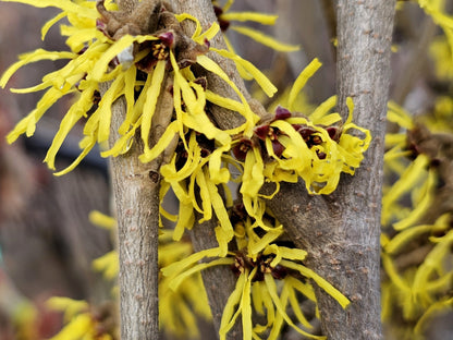 Toverhazelaar (Hamamelis intermedia 'Westerstede') - Heesters
