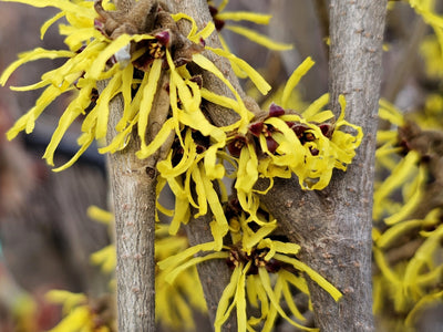 Toverhazelaar (Hamamelis intermedia 'Westerstede')