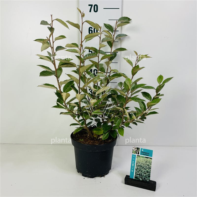 Olijfwilg (Elaeagnus ebbingei) - Haagplanten