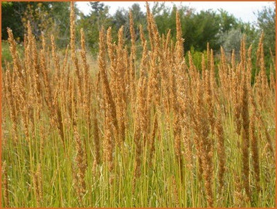 Struisriet (Calamagrostis brachytricha)