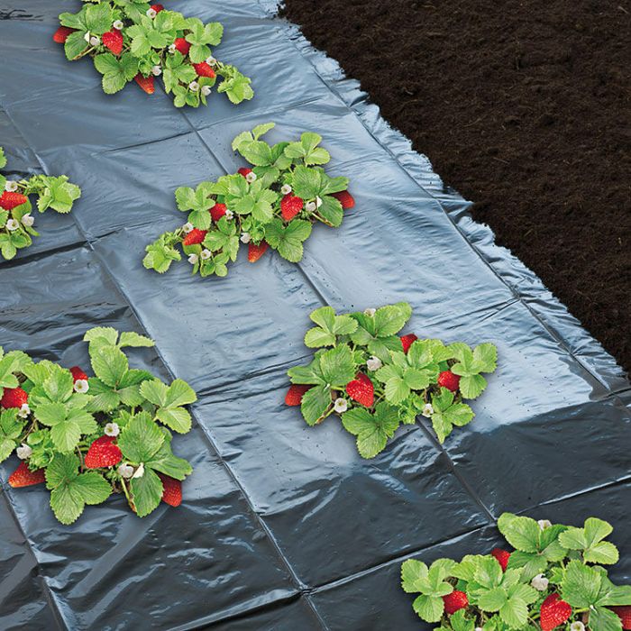 Kweekfolie voor aardbeien rood - Kweekbenodigdheden