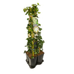 Hedera-Clematis mix haag 1 meter (Forever Friends)