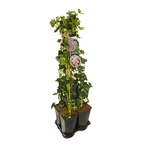 Hedera-Clematis mix haag 1 meter (Mayleen) - 