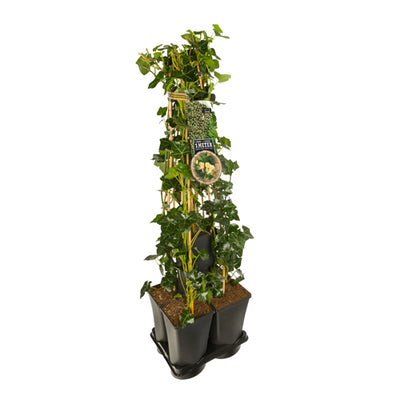 Hedera-Kamperfoelie mix haag 1 meter (Belgica Select)