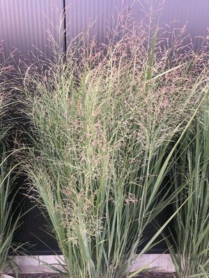 Vingergras (Panicum virg. 'Heavy Metal')