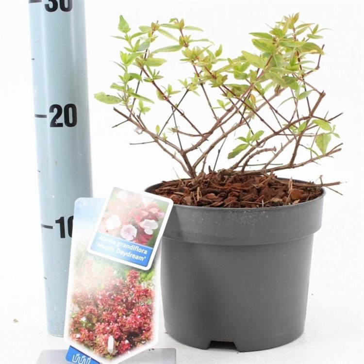 Abelia (Abelia grandiflora Mystic Daydream) - Heesters