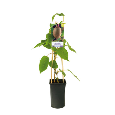 Klimplant Actinidia deliciosa 'Jenny' (Kiwi)
