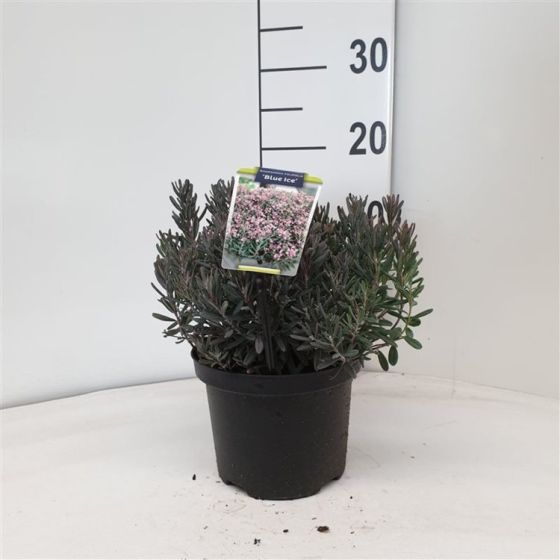 Lavendelheide (Andromeda polifolia 'Blue Ice') - Heesters