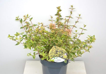Abelia (Abelia grandiflora 'Jelly Beans' ) - Heesters