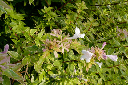 Abelia (Abelia grandiflora 'Happy Daydream'® PBR) - Heesters