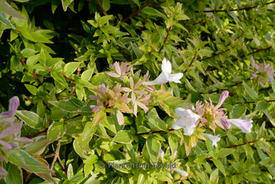 Abelia (Abelia grandiflora 'Happy Daydream'® PBR)