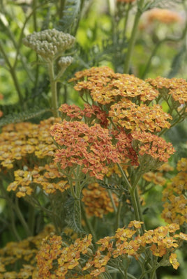 Duizendblad (Achillea millefolium. 'Terracotta')