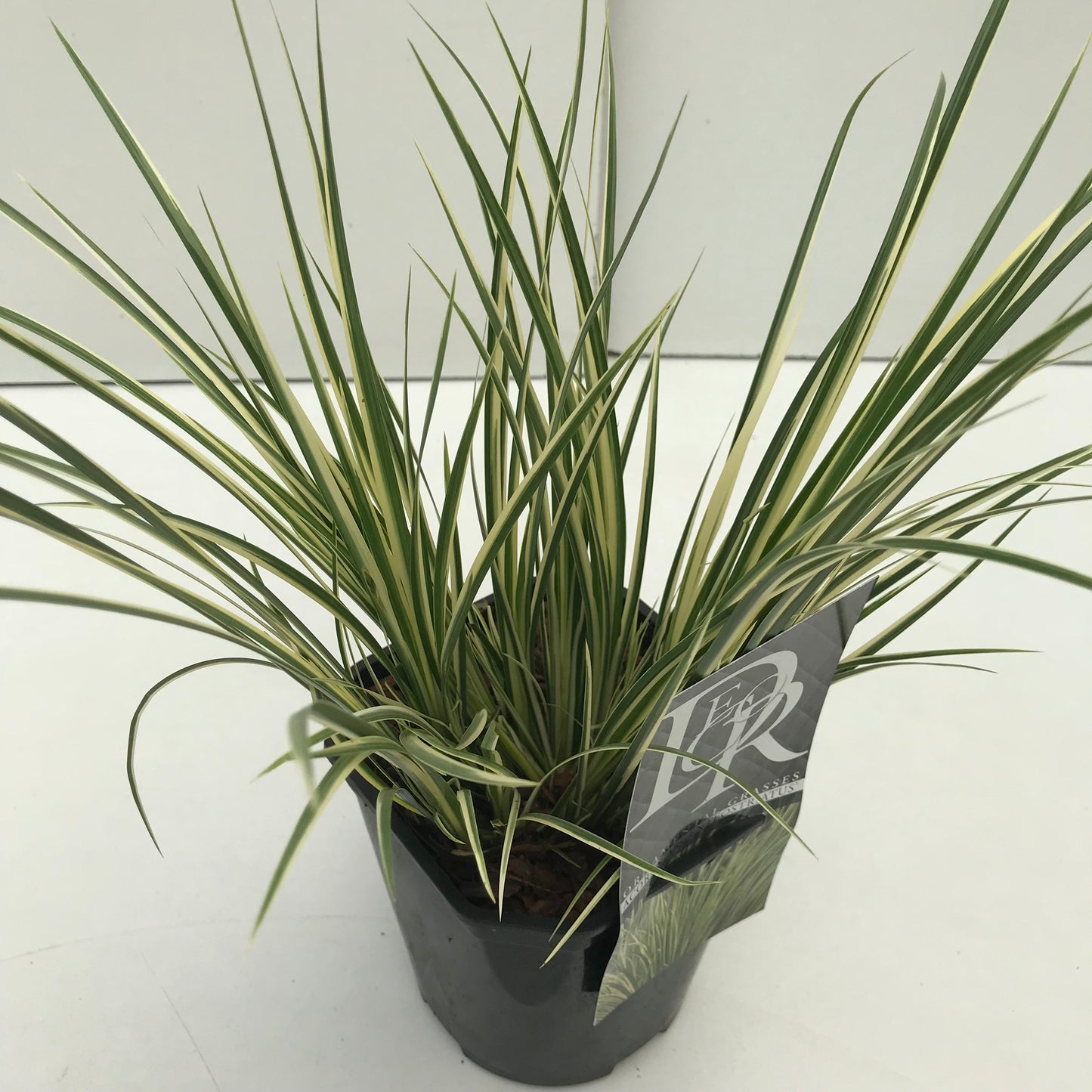 Bonte Kalmoes (Acorus 'Argenteostriatus) - Bonte Kalmoes