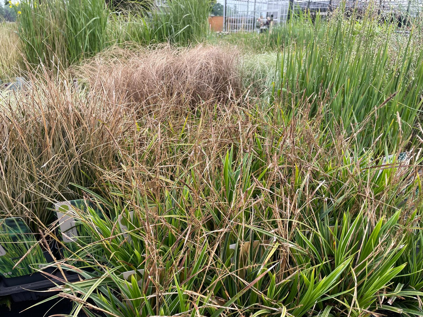 Siergrassen XXL Pakket – 24 Stuks (C2 pot, 2 liter)