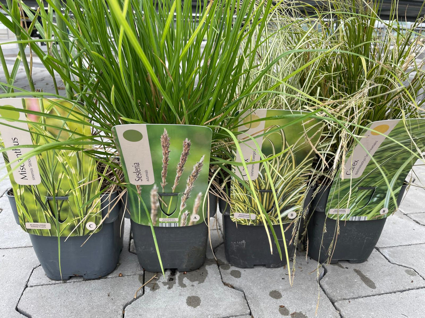Siergrassen XXL Pakket – 24 Stuks (C2 pot, 2 liter)