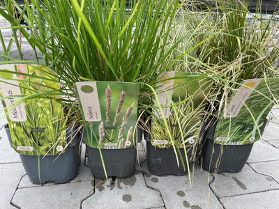 Siergrassen XXL Pakket – 24 Stuks (C2 pot, 2 liter)