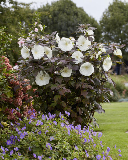 Altheastruik (Hibiscus Carousel Ghost ) - Hibiscus