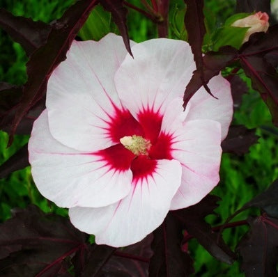 Altheastruik (Hibiscus Carousel Jolly Heart) - Hibiscus