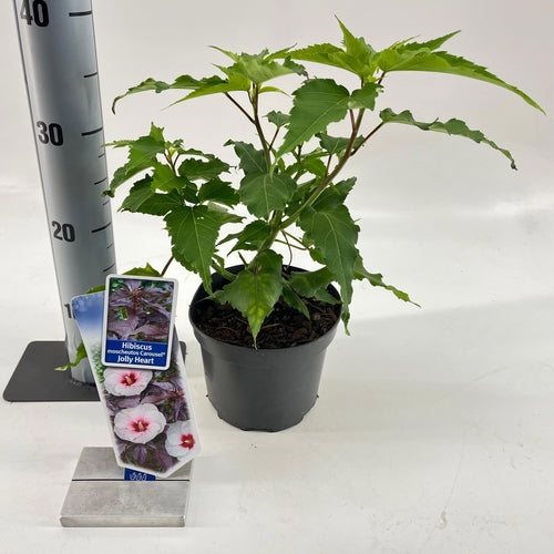 Altheastruik (Hibiscus Carousel Jolly Heart) - Hibiscus