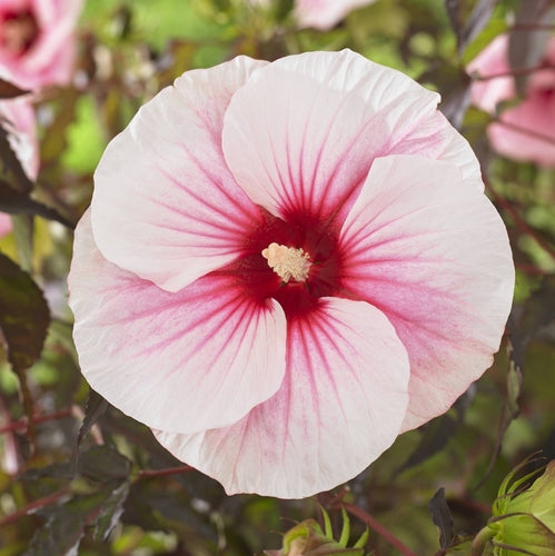 Altheastruik (Hibiscus Carousel Pink Candy) - Hibiscus