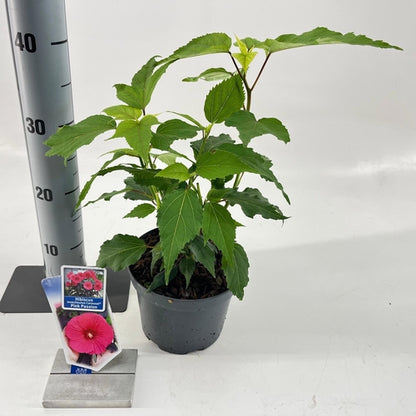 Altheastruik (Hibiscus Carousel Pink Passion) - Hibiscus