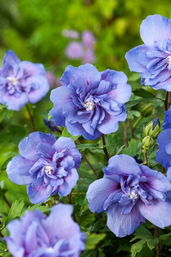 Altheastruik (Hibiscus syriacus Blue Chiffon) - Hibiscus