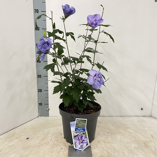 Altheastruik (Hibiscus syriacus Blue Chiffon) - Hibiscus