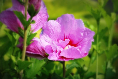 Altheastruik (Hibiscus syriacus Lavender Chiffon)